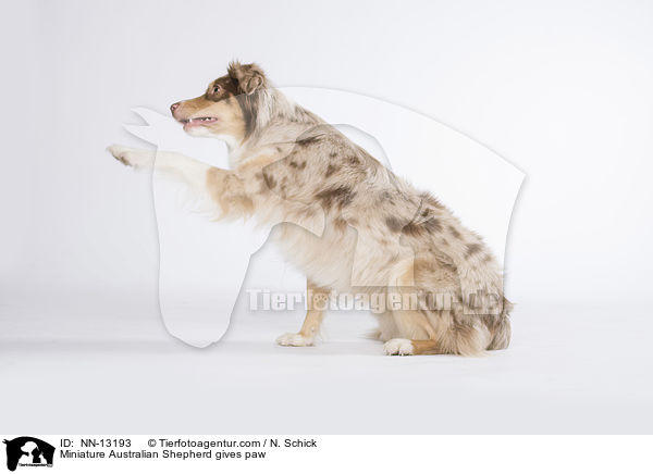 Miniature Australian Shepherd gibt Pftchen / Miniature Australian Shepherd gives paw / NN-13193