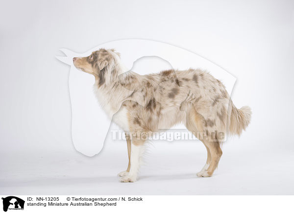 stehender Miniature Australian Shepherd / standing Miniature Australian Shepherd / NN-13205