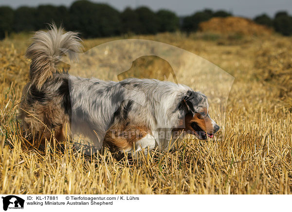 laufender Miniature Australian Shepherd / walking Miniature Australian Shepherd / KL-17881