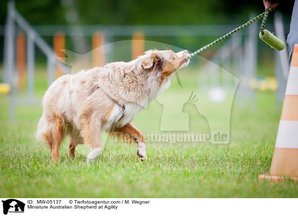 Miniature Australian Shepherd beim Agility / Miniature Australian Shepherd at Agility / MW-05137