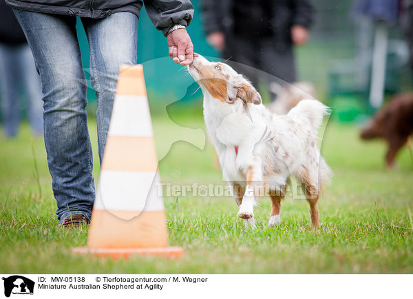 Miniature Australian Shepherd beim Agility / Miniature Australian Shepherd at Agility / MW-05138