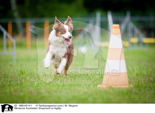 Miniature Australian Shepherd beim Agility / Miniature Australian Shepherd at Agility / MW-05141