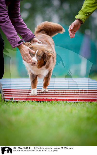 Miniature Australian Shepherd beim Agility / Miniature Australian Shepherd at Agility / MW-05154