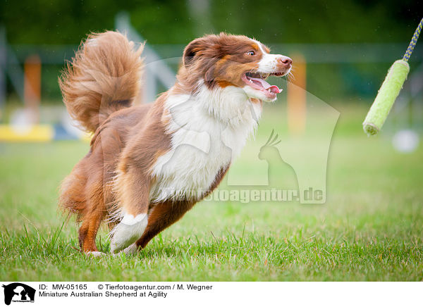 Miniature Australian Shepherd beim Agility / Miniature Australian Shepherd at Agility / MW-05165