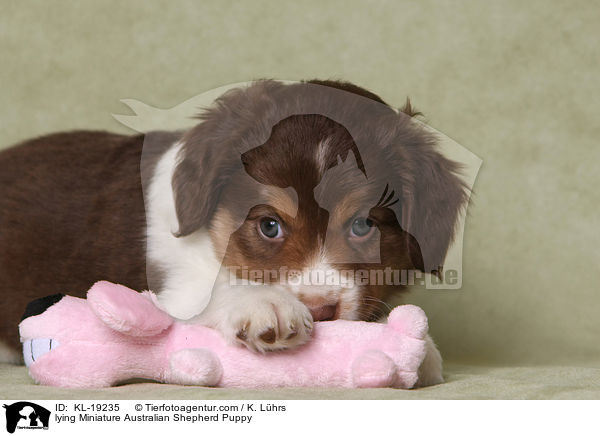 liegender Miniature Australian Shepherd Welpe / lying Miniature Australian Shepherd Puppy / KL-19235