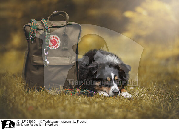 Miniature Australian Shepherd / Miniature Australian Shepherd / LF-01009