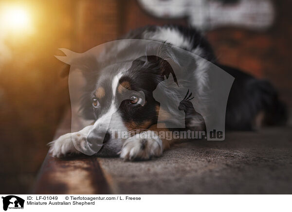 Miniature Australian Shepherd / Miniature Australian Shepherd / LF-01049