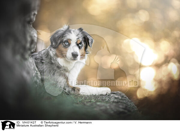 Miniature Australian Shepherd / Miniature Australian Shepherd / VH-01427