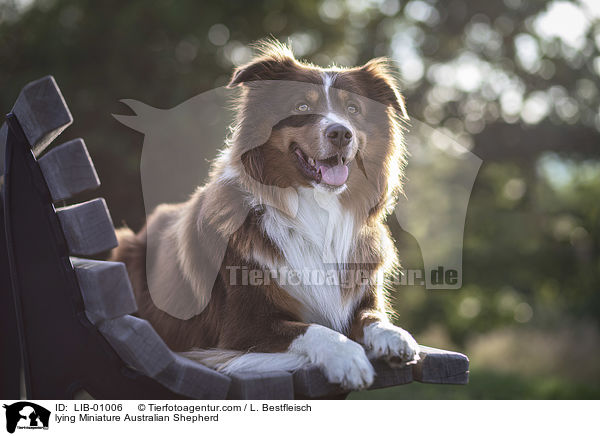liegender Miniature Australian Shepherd / lying Miniature Australian Shepherd / LIB-01006