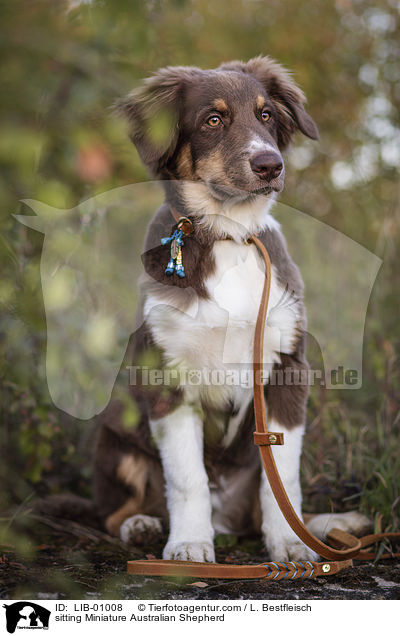 sitzender Miniature Australian Shepherd / sitting Miniature Australian Shepherd / LIB-01008