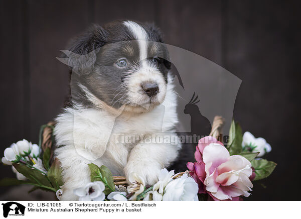 Miniature Australian Shepherd Welpe im Krbchen / Miniature Australian Shepherd Puppy in a basket / LIB-01065