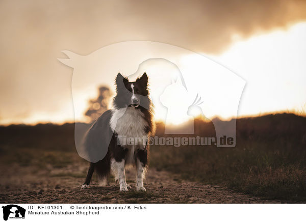 Miniature Australian Shepherd / Miniature Australian Shepherd / KFI-01301