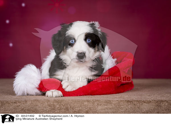 liegender Miniature Australian Shepherd / lying Miniature Australian Shepherd / AH-01492