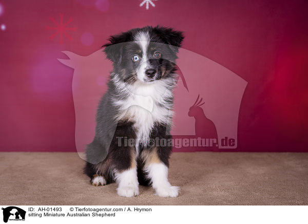 sitzender Miniature Australian Shepherd / sitting Miniature Australian Shepherd / AH-01493