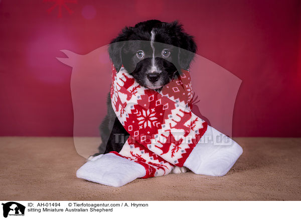 sitzender Miniature Australian Shepherd / sitting Miniature Australian Shepherd / AH-01494