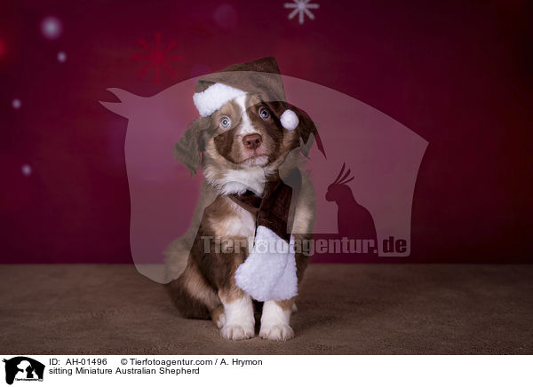 sitzender Miniature Australian Shepherd / sitting Miniature Australian Shepherd / AH-01496