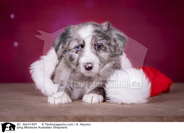 liegender Miniature Australian Shepherd / lying Miniature Australian Shepherd / AH-01497