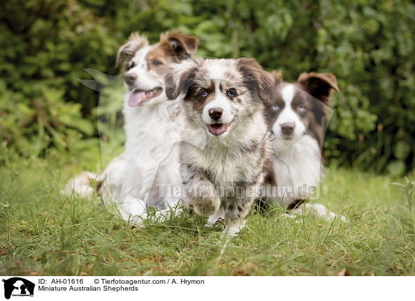 Miniature Australian Shepherds / Miniature Australian Shepherds / AH-01616