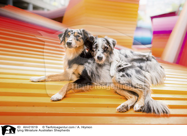 liegende Miniature Australian Shepherds / lying Miniature Australian Shepherds / AH-01619
