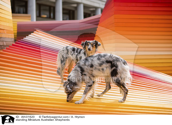 stehende Miniature Australian Shepherds / standing Miniature Australian Shepherds / AH-01620