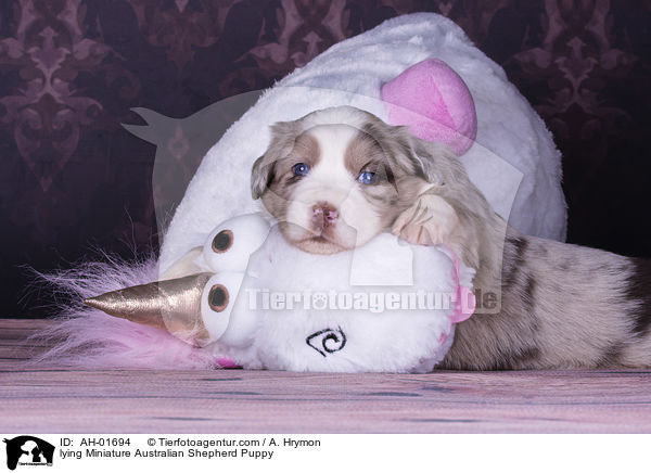 lying Miniature Australian Shepherd Puppy / AH-01694