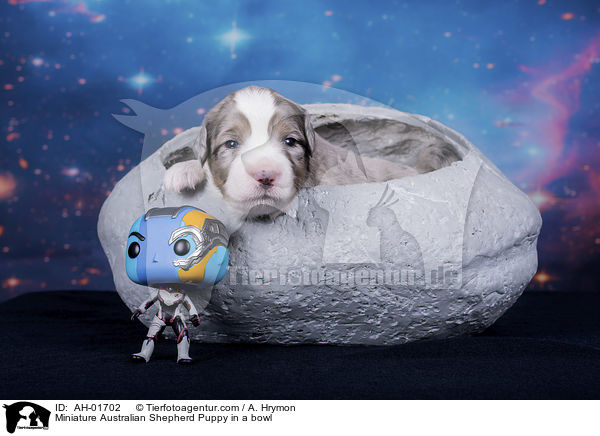 Miniature Australian Shepherd Welpe in einer Schale / Miniature Australian Shepherd Puppy in a bowl / AH-01702