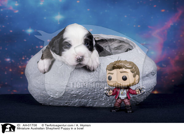 Miniature Australian Shepherd Welpe in einer Schale / Miniature Australian Shepherd Puppy in a bowl / AH-01706