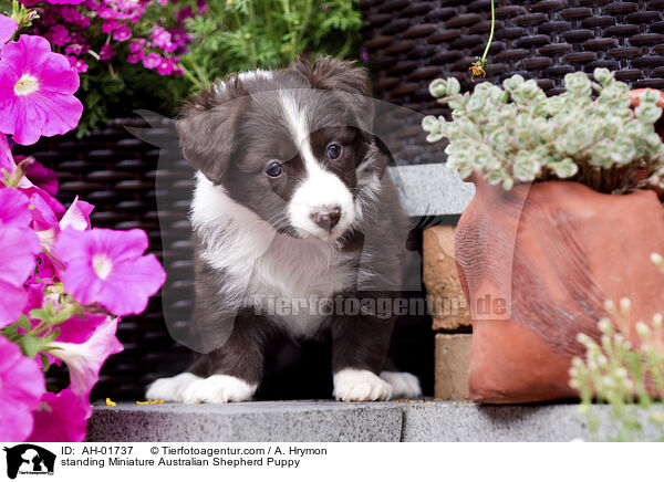 stehender Miniature Australian Shepherd Welpe / standing Miniature Australian Shepherd Puppy / AH-01737