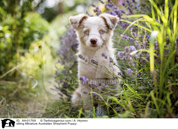 sitzender Miniature Australian Shepherd Welpe / sitting Miniature Australian Shepherd Puppy / AH-01769