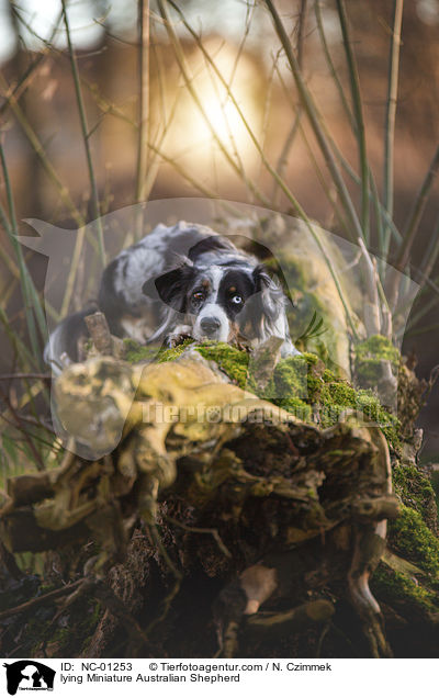 liegender Miniature Australian Shepherd / lying Miniature Australian Shepherd / NC-01253
