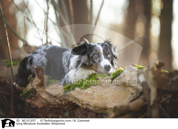 liegender Miniature Australian Shepherd / lying Miniature Australian Shepherd / NC-01257