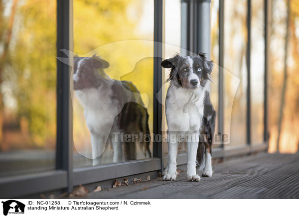 stehender Miniature Australian Shepherd / standing Miniature Australian Shepherd / NC-01258