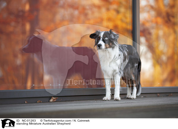 stehender Miniature Australian Shepherd / standing Miniature Australian Shepherd / NC-01263