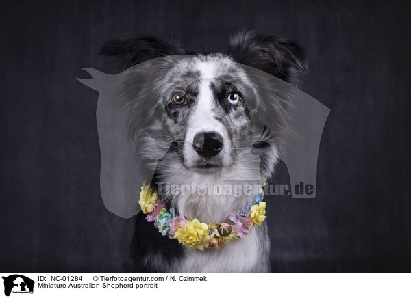 Miniature Australian Shepherd Portrait / Miniature Australian Shepherd portrait / NC-01284