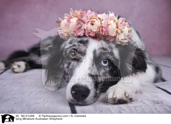 liegender Miniature Australian Shepherd / lying Miniature Australian Shepherd / NC-01286