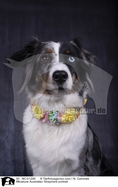 Miniature Australian Shepherd Portrait / Miniature Australian Shepherd portrait / NC-01290