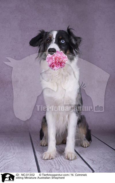 sitzender Miniature Australian Shepherd / sitting Miniature Australian Shepherd / NC-01302