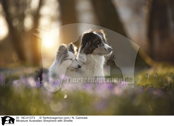 Miniature Australian Shepherd mit Sheltie / Miniature Australian Shepherd with Sheltie / NC-01373