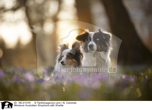 Miniature Australian Shepherd mit Sheltie / Miniature Australian Shepherd with Sheltie / NC-01376