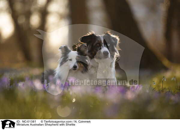 Miniature Australian Shepherd mit Sheltie / Miniature Australian Shepherd with Sheltie / NC-01381