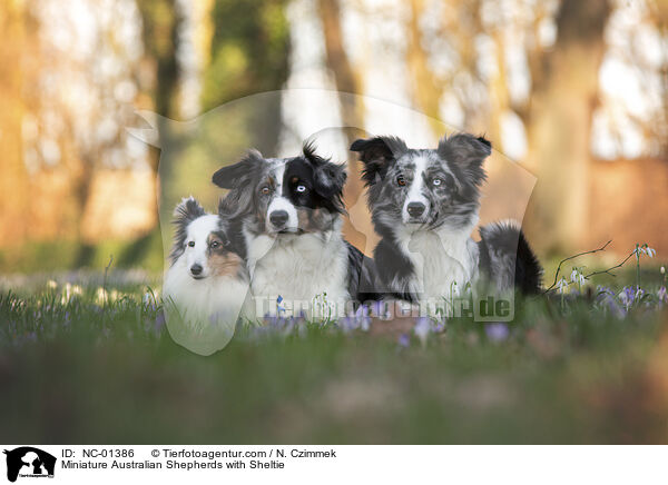 Miniature Australian Shepherds mit Sheltie / Miniature Australian Shepherds with Sheltie / NC-01386