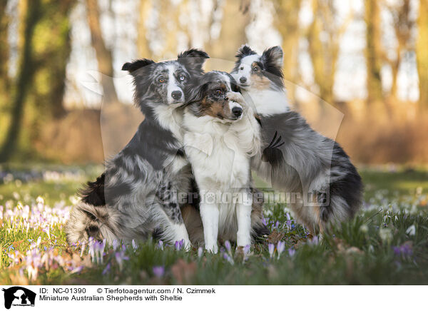 Miniature Australian Shepherds mit Sheltie / Miniature Australian Shepherds with Sheltie / NC-01390