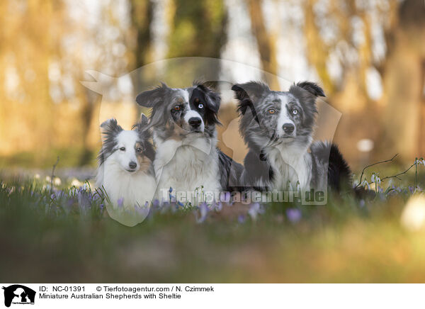 Miniature Australian Shepherds mit Sheltie / Miniature Australian Shepherds with Sheltie / NC-01391