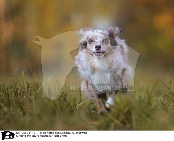 rennender Miniature Australian Shepherd / running Miniature Australian Shepherd / UM-01118