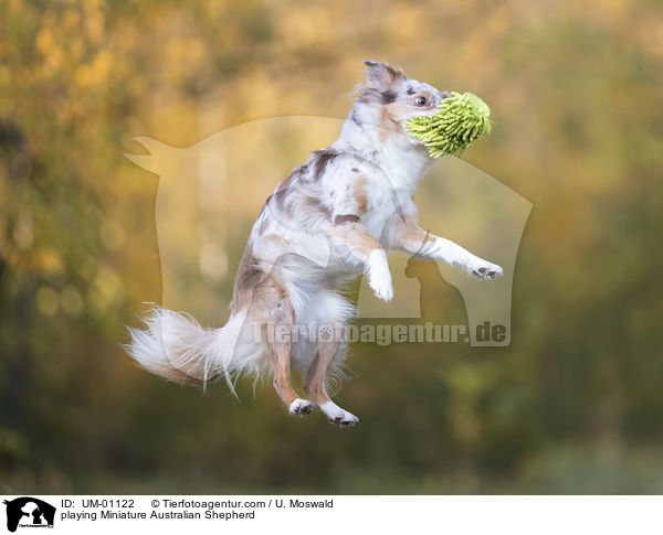 spielender Miniature Australian Shepherd / playing Miniature Australian Shepherd / UM-01122