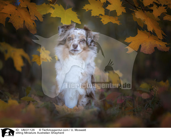 sitzender Miniature Australian Shepherd / sitting Miniature Australian Shepherd / UM-01126