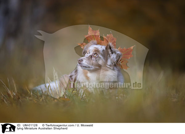 liegender Miniature Australian Shepherd / lying Miniature Australian Shepherd / UM-01128