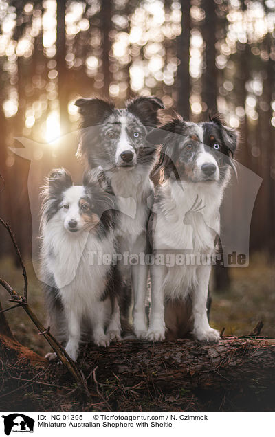 Miniature Australian Shepherd mit Sheltie / Miniature Australian Shepherd with Sheltie / NC-01395