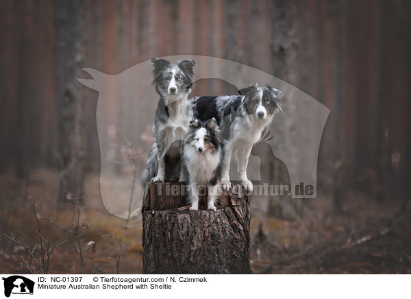 Miniature Australian Shepherd mit Sheltie / Miniature Australian Shepherd with Sheltie / NC-01397