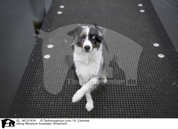 sitzender Miniature Australian Shepherd / sitting Miniature Australian Shepherd / NC-01434